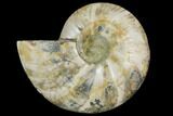 Cut & Polished Ammonite Fossil (Half) - Crystal Lined Pockets #149612-1